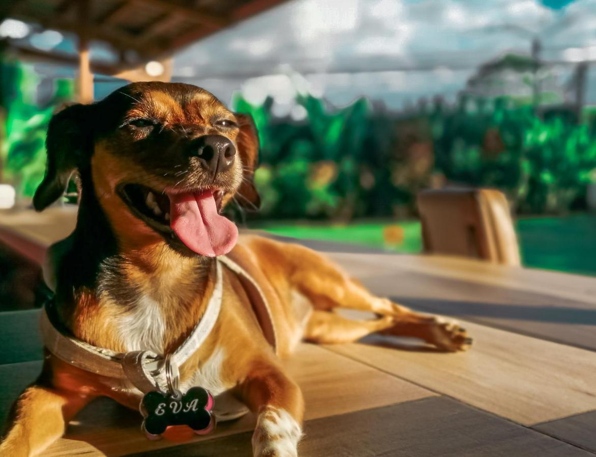 Arenal Backpackers Resort La Fortuna Bagian luar foto A dog with a tag