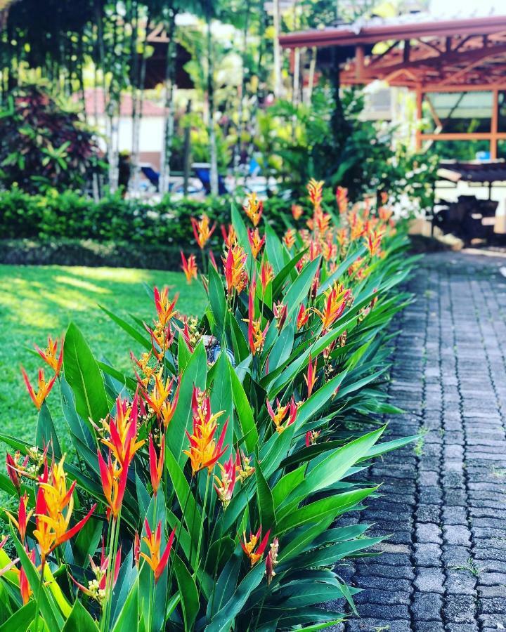 Arenal Backpackers Resort La Fortuna Bagian luar foto Heliconia in a garden